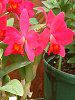 JgA(Cattleya) 