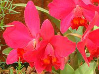 JgA(Cattleya) 