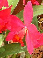 JgA(Cattleya) 