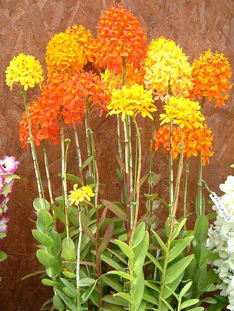 Gsfh(Epidendrum)