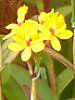 Gsfh(Epidendrum)