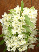 fhrE(Dendrobium)