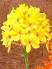 Gsfh(Epidendrum)