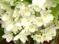 fhrE(Dendrobium)