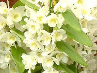 fhrE(Dendrobium)