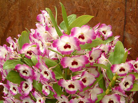 fhrE(Dendrobium) 