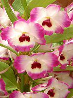 fhrE(Dendrobium)