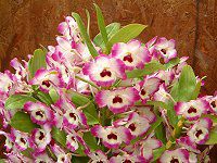 fhrE(Dendrobium)