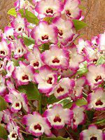 fhrE(Dendrobium)