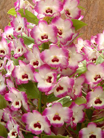 fhrE(Dendrobium) 