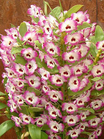 fhrE(Dendrobium) 