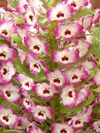 fhrE(Dendrobium) 