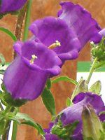 Jpj(Campanula)