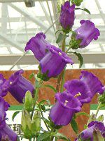 Jpj(Campanula)