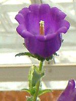 Jpj(Campanula)