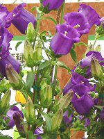 Jpj(Campanula)