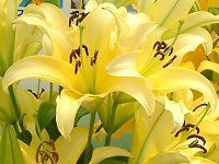 (S) 'xEB'-yellow-summwer