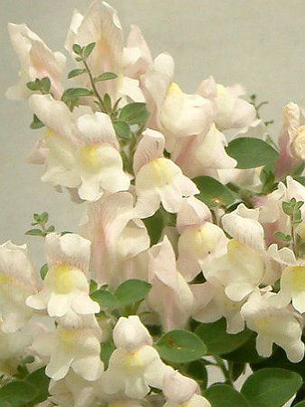 ★金魚草⑮〜⑱★ Amazon | 株式会社トーホク 姫金魚草 09561 | 野菜