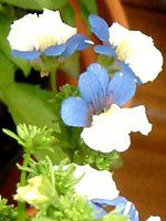 lVAKLM(Nemesia KLM)