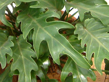 tBfhEZ[(Philodendron selloum)