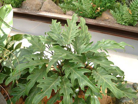 ザゼンソウ 座禅草 かぎけんweb ザゼンソウ 座禅草 かぎけんweb