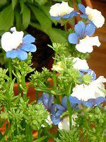 lVAEP[GG (Nemesia klm)