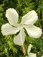 nCrXJX(Hibiscus) --white-summer