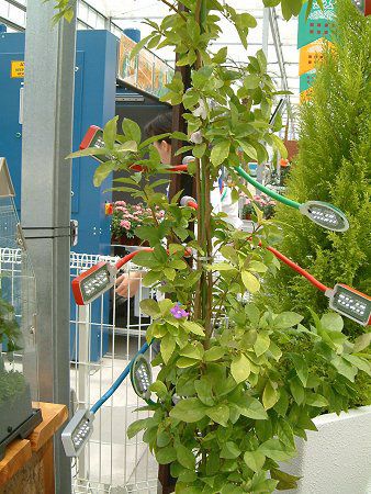 utFVA(Brunfelsia australis)