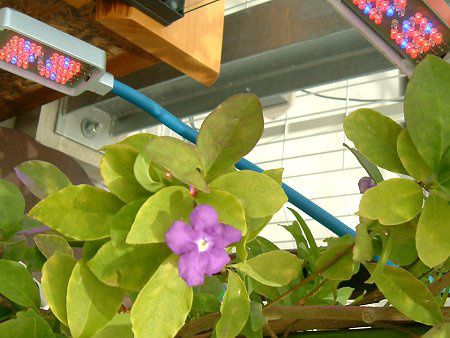 utFVA(Brunfelsia australis)