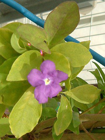 utFVA(Brunfelsia australis)