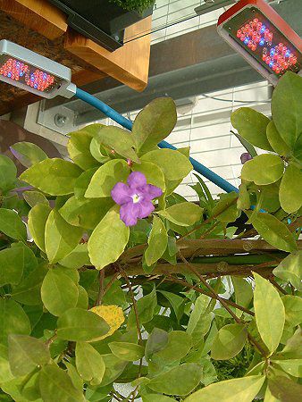 utFVA(Brunfelsia australis)