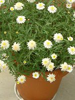 }[Kbg 'XC[gbv'(Marguerite 'Sweet Ripple'j