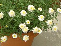 }[Kbg 'XC[gbv'(Marguerite 'Sweet Ripple'j