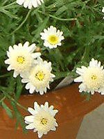 }[Kbg 'XC[gbv'(Marguerite 'Sweet Ripple'j