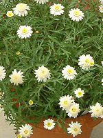 }[Kbg 'XC[gbv'(Marguerite 'Sweet Ripple'j