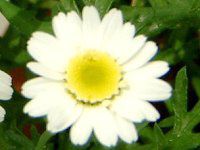 }[Kbg 'XC[gbv'(Marguerite 'Sweet Ripple'j