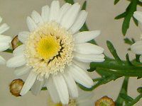 }[Kbg 'XC[gbv'(Marguerite 'Sweet Ripple'j