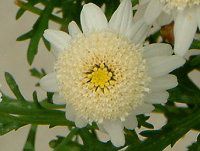 }[Kbg 'XC[gbv'(Marguerite 'Sweet Ripple'j