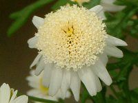 }[Kbg 'XC[gbv'(Marguerite 'Sweet Ripple'j