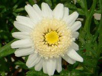 }[Kbg 'XC[gbv'(Marguerite 'Sweet Ripple'j