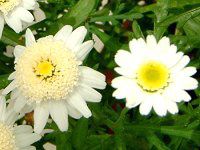 }[Kbg 'XC[gbv'(Marguerite 'Sweet Ripple'j