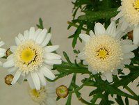 }[Kbg 'XC[gbv'(Marguerite 'Sweet Ripple'j