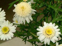 }[Kbg 'XC[gbv'(Marguerite 'Sweet Ripple'j