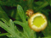 }[Kbg 'XC[gbv'(Marguerite 'Sweet Ripple'j