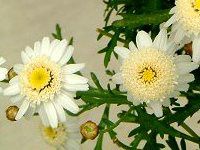 }[KbgEXC[gbv(Marguerite 'Sweet Ripple')