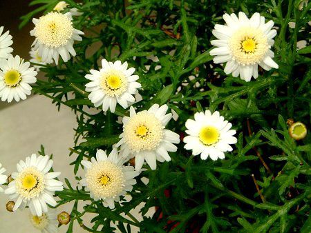 }[KbgEXC[gbv(Marguerite 'Sweet Ripple')