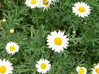 }[KbgETf[bv(Marguerite 'Sunday Ripple')