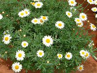 }[KbgETf[bv(Marguerite 'Sunday Ripple')