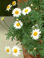 }[KbgETf[bv(Marguerite 'Sunday Ripple')