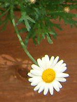 }[KbgETf[bv(Marguerite 'Sunday Ripple')